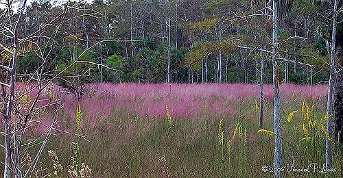 Pink Muhly Grass