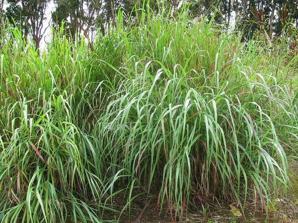 Switchgrass