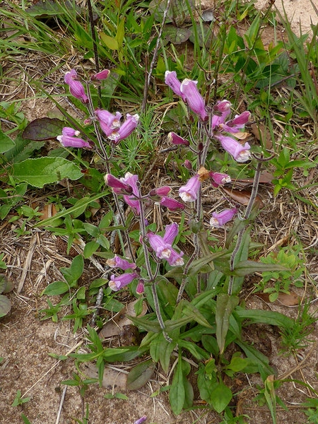 Southeastern Beardtongue