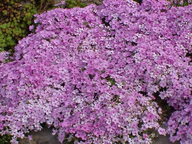 Wild Blue Phlox - Phlox divaricata