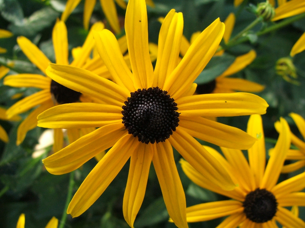 Black-Eyed Susan - Rudbeckia hirta