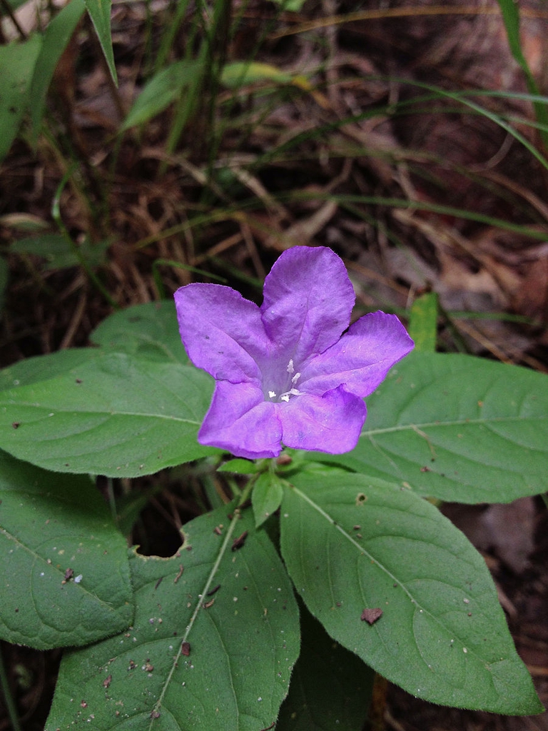 Carolina Wild Petunia