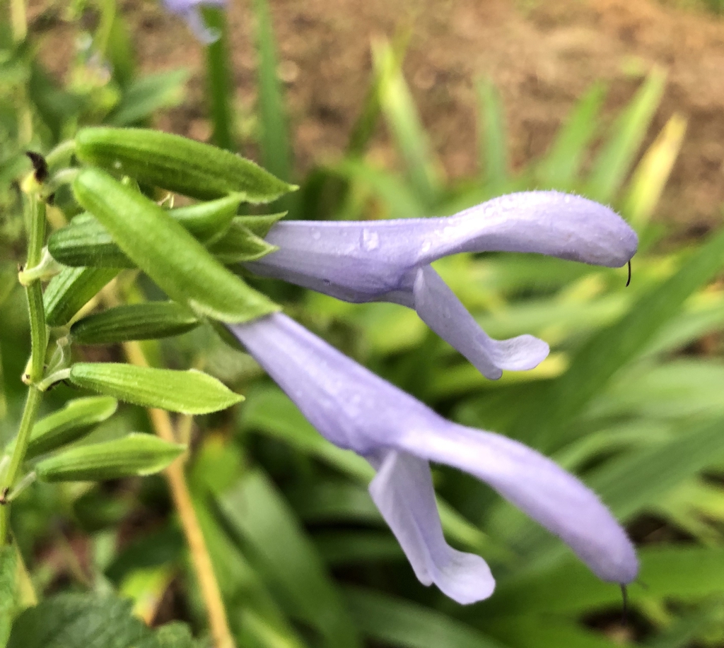Lyre-leaved Sage - Salvia lyrata
