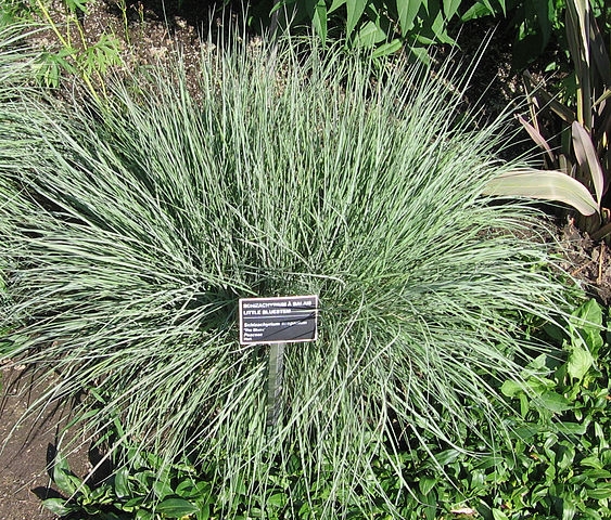 Little Bluestem