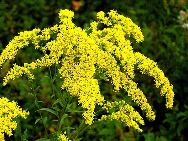 Goldenrod