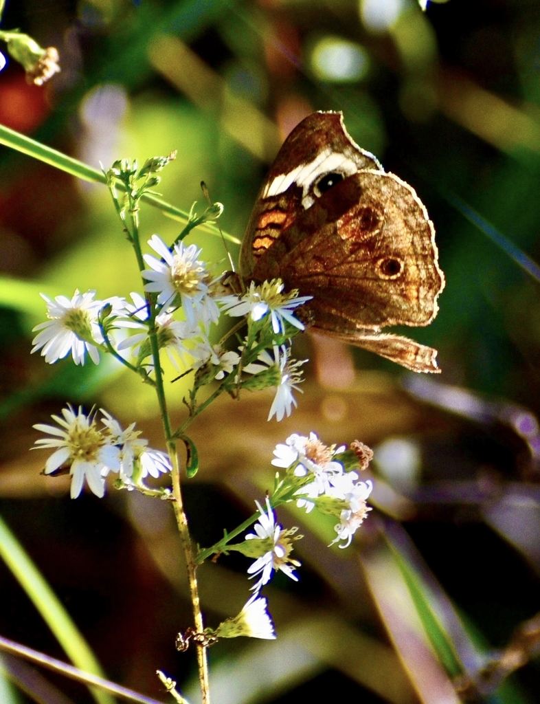 Native Aster