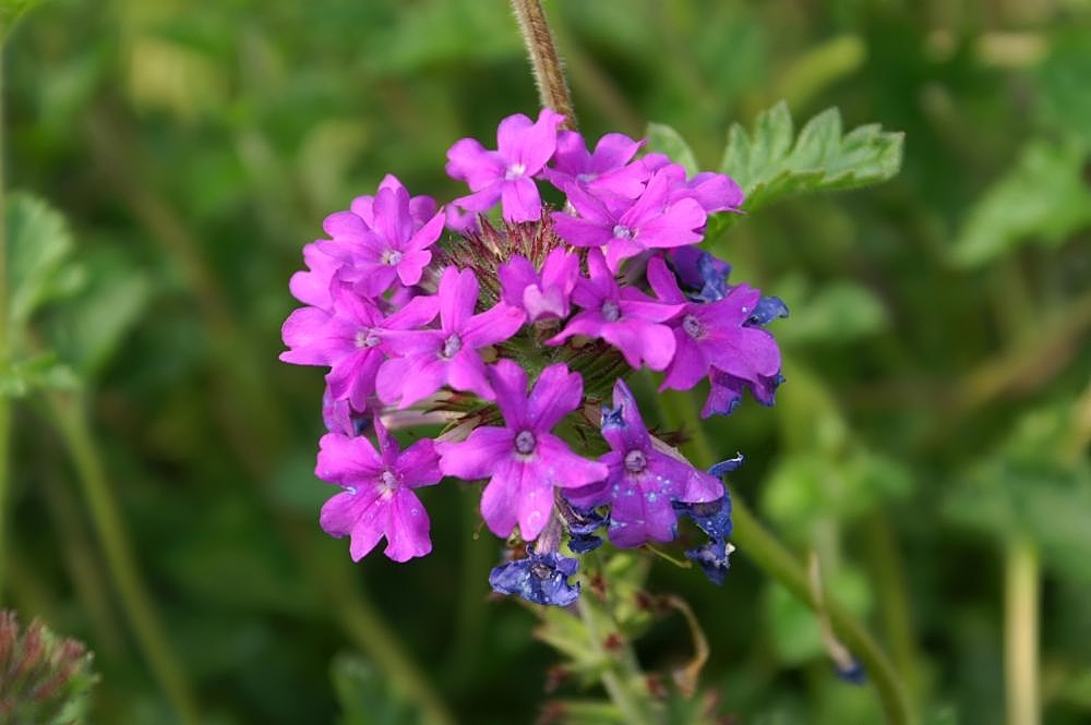Verbena