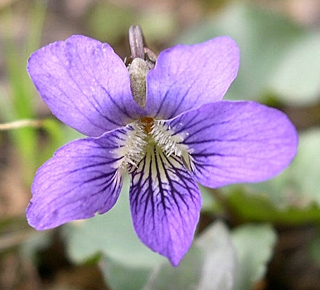 Common Blue Violet - Viola sororia