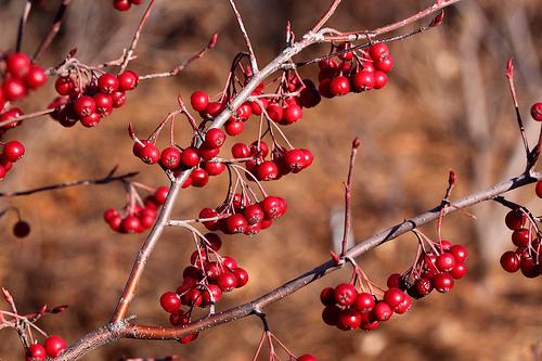 Red Chokeberry