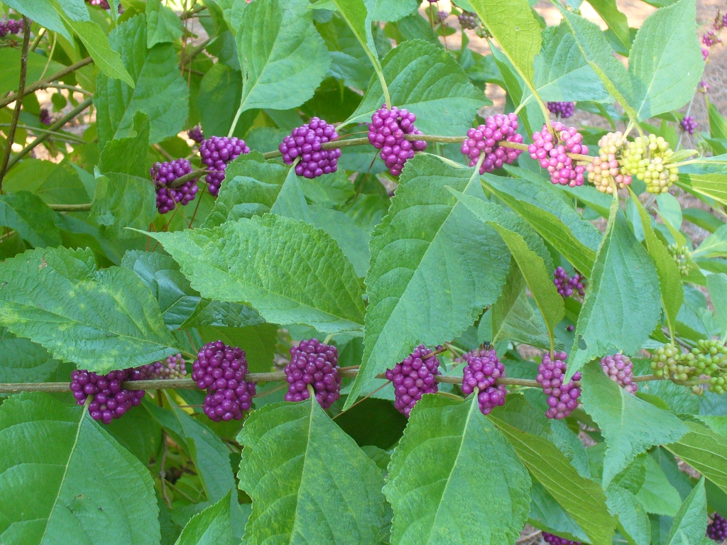 American Beautyberry