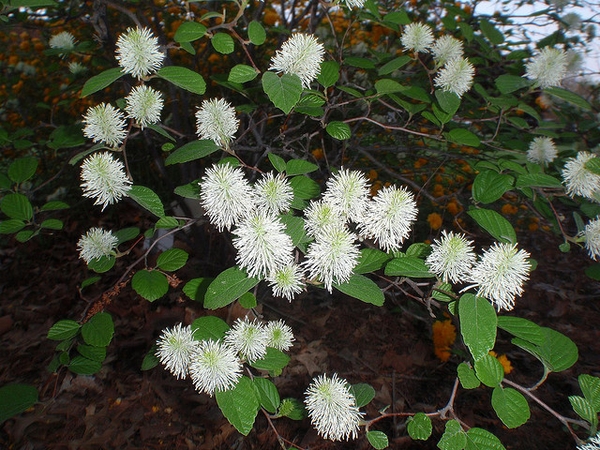 Dwarf Fothergilla
