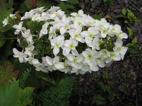 Oakleaf Hydrangea