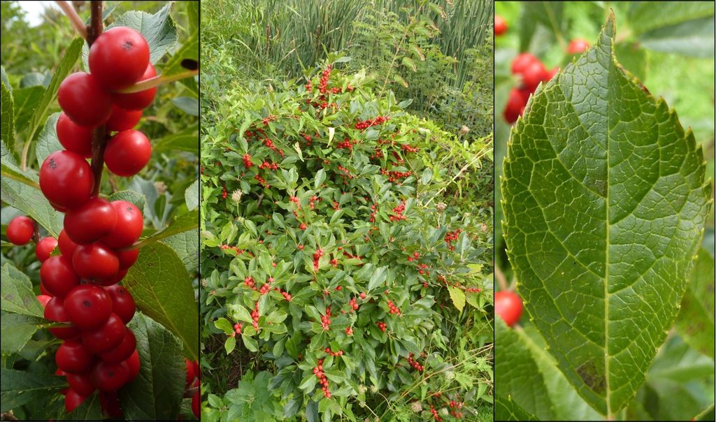 Winterberry