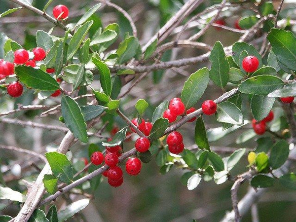 Yaupon Holly - Ilex vomitoria