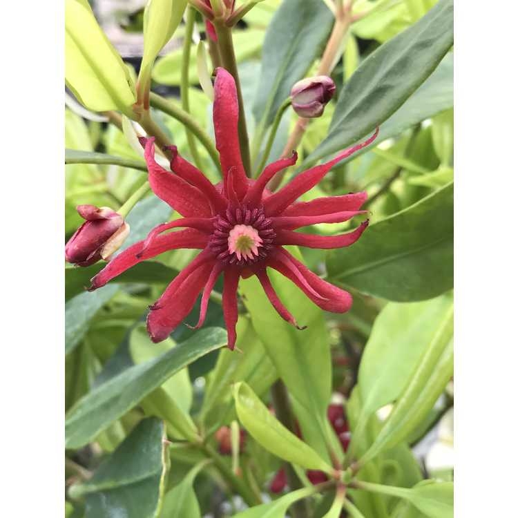 Anise Tree