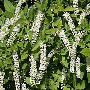 Virginia Sweetspire