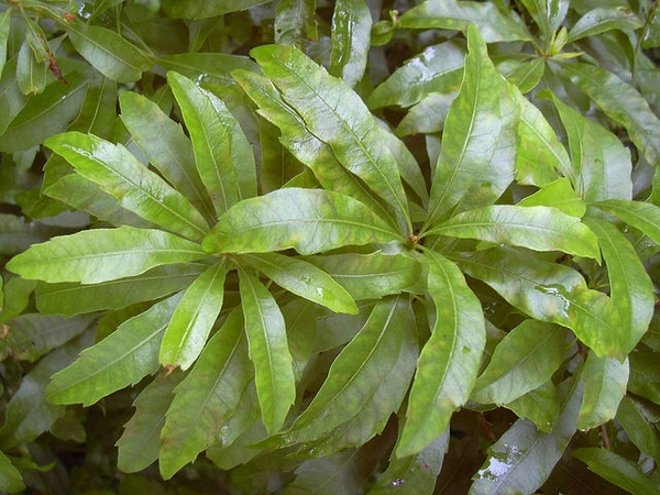 Wax Myrtle in coastal NC landscape