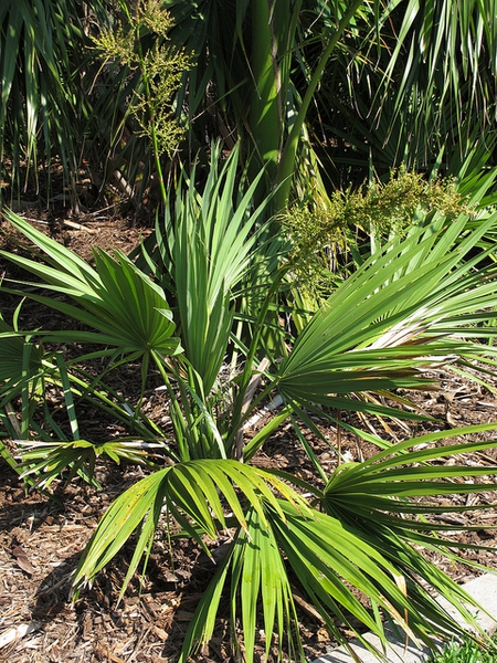 Dwarf Palmetto