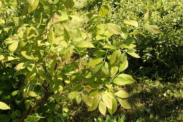 Highbush Blueberry