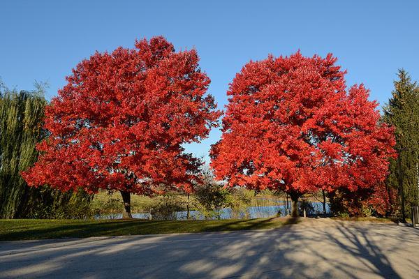 Red Maple