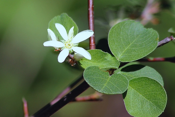 Serviceberry