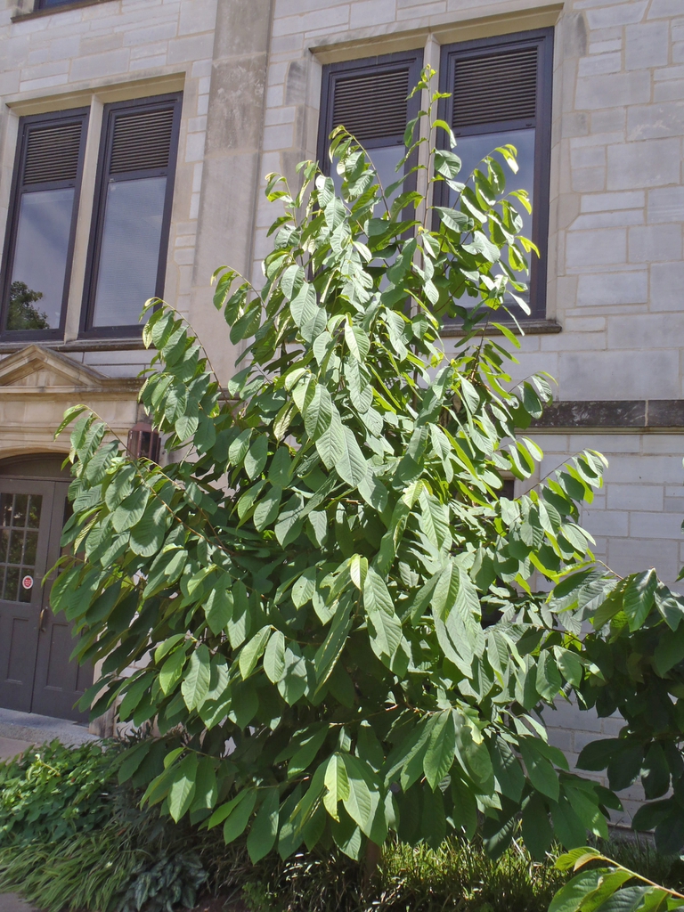 Pawpaw - Asimina triloba