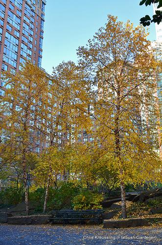 River Birch