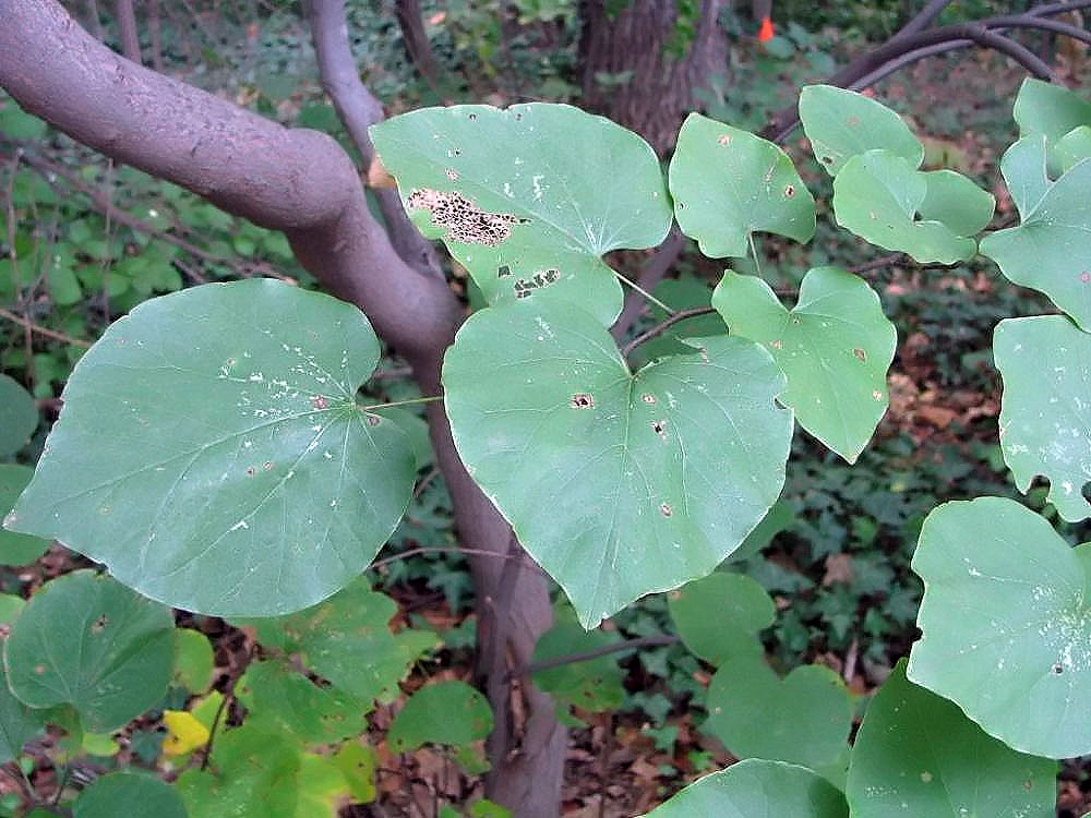 Eastern Redbud - Cercis canadensis