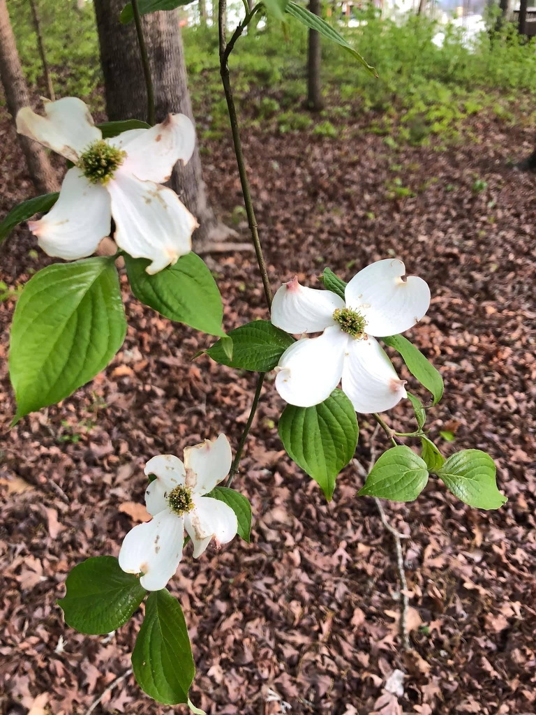 Flowering Dogwood