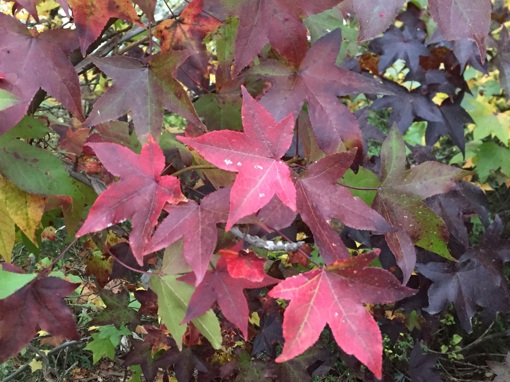 Sweetgum