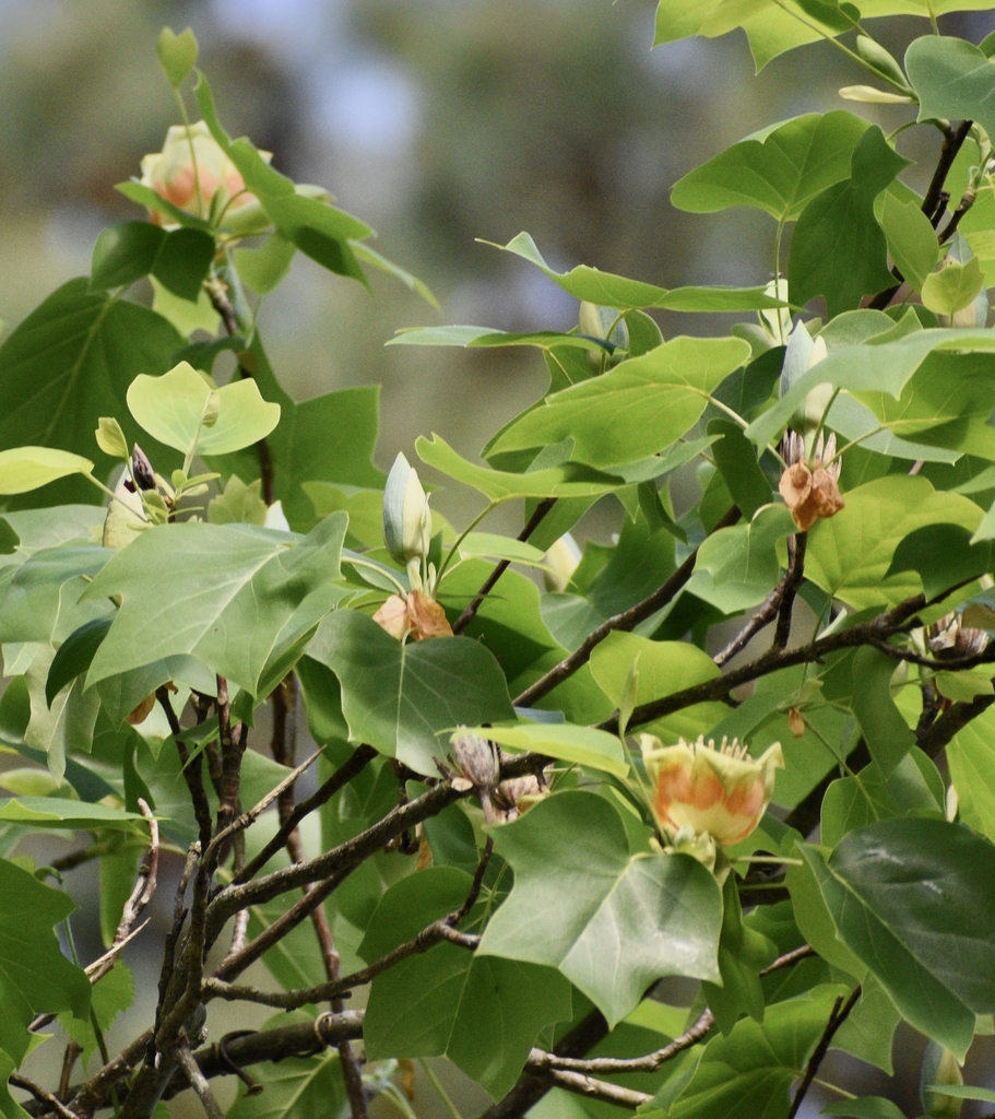 Tulip Poplar