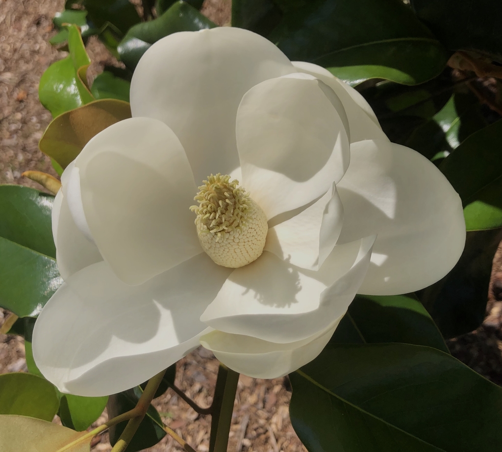 Southern Magnolia - Magnolia grandiflora