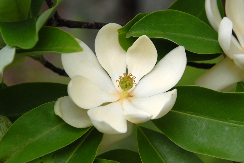 Sweetbay Magnolia