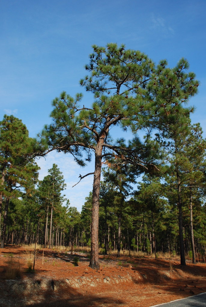 Longleaf Pine - Pinus palustris