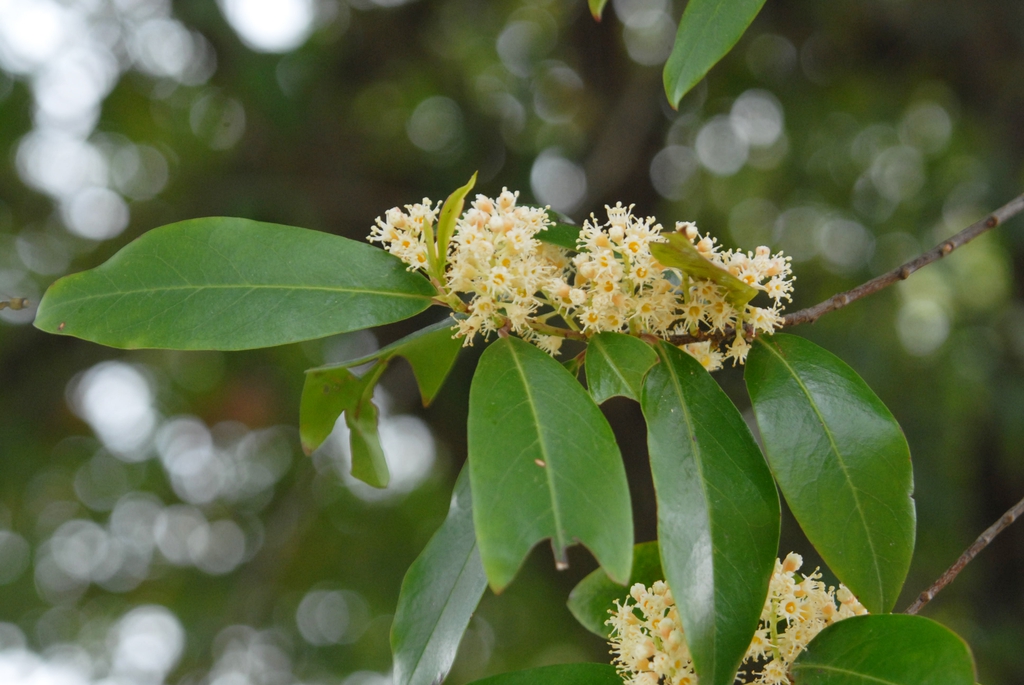 Carolina Cherry Laurel