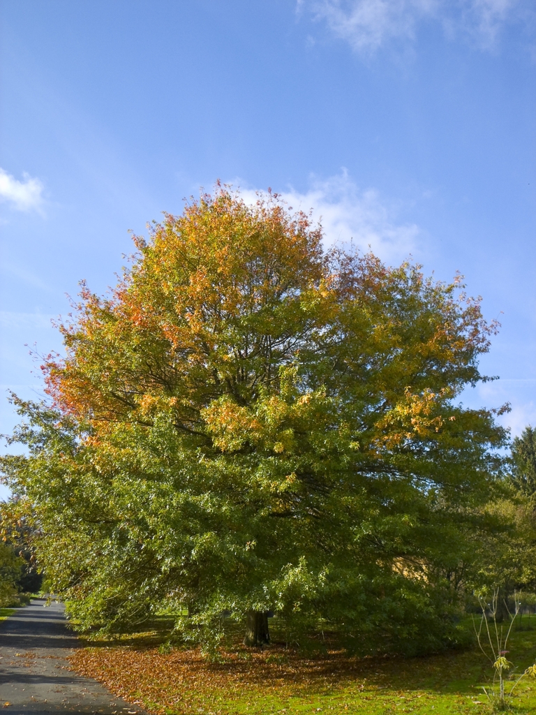 Pin Oak