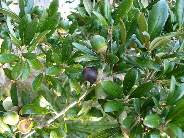 Live Oak - Quercus virginiana