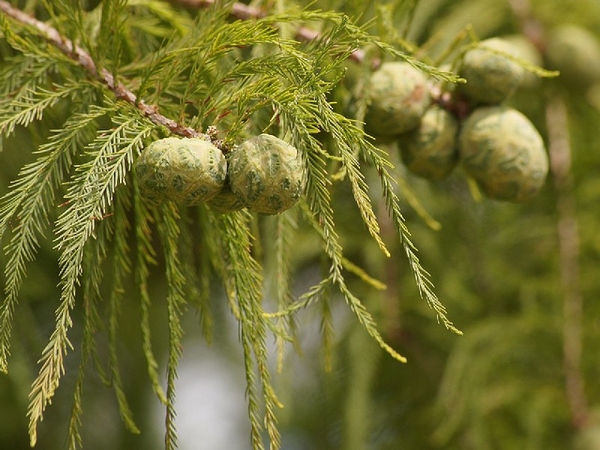 Bald Cypress in a coastal plain swamp