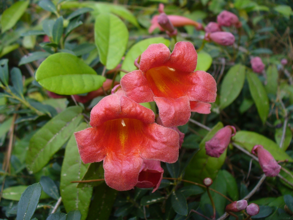 Crossvine