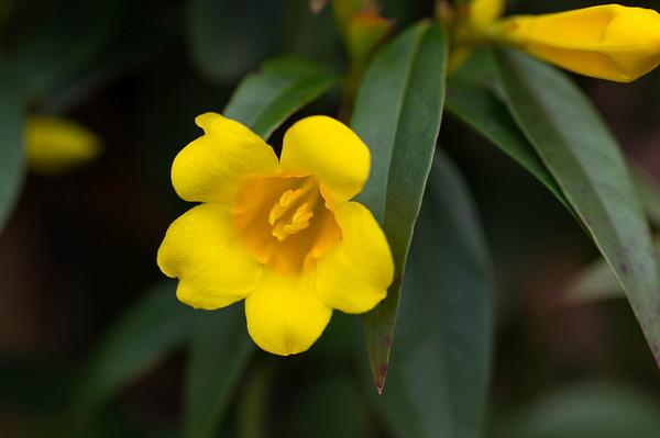 Carolina Jessamine