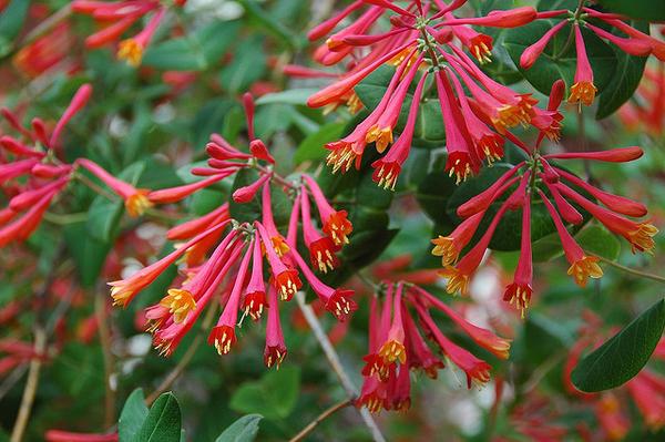 Coral Honeysuckle