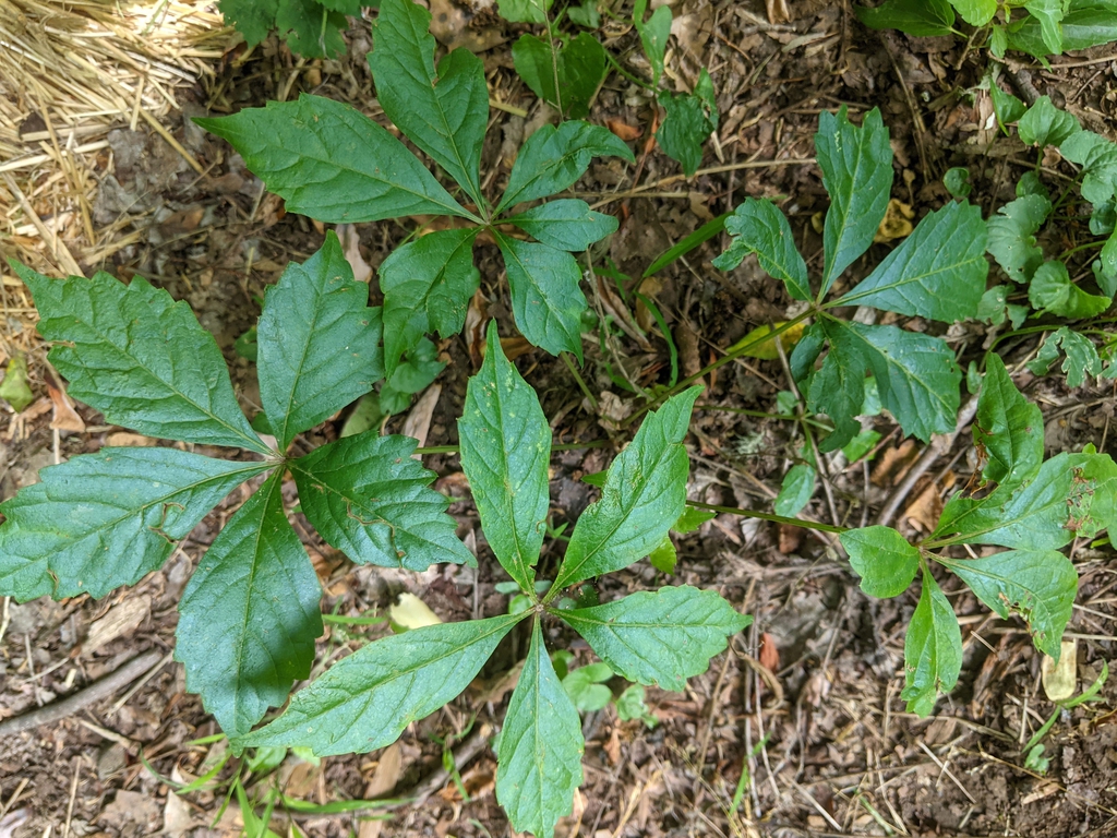 Virginia Creeper