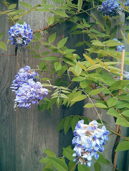 American Wisteria