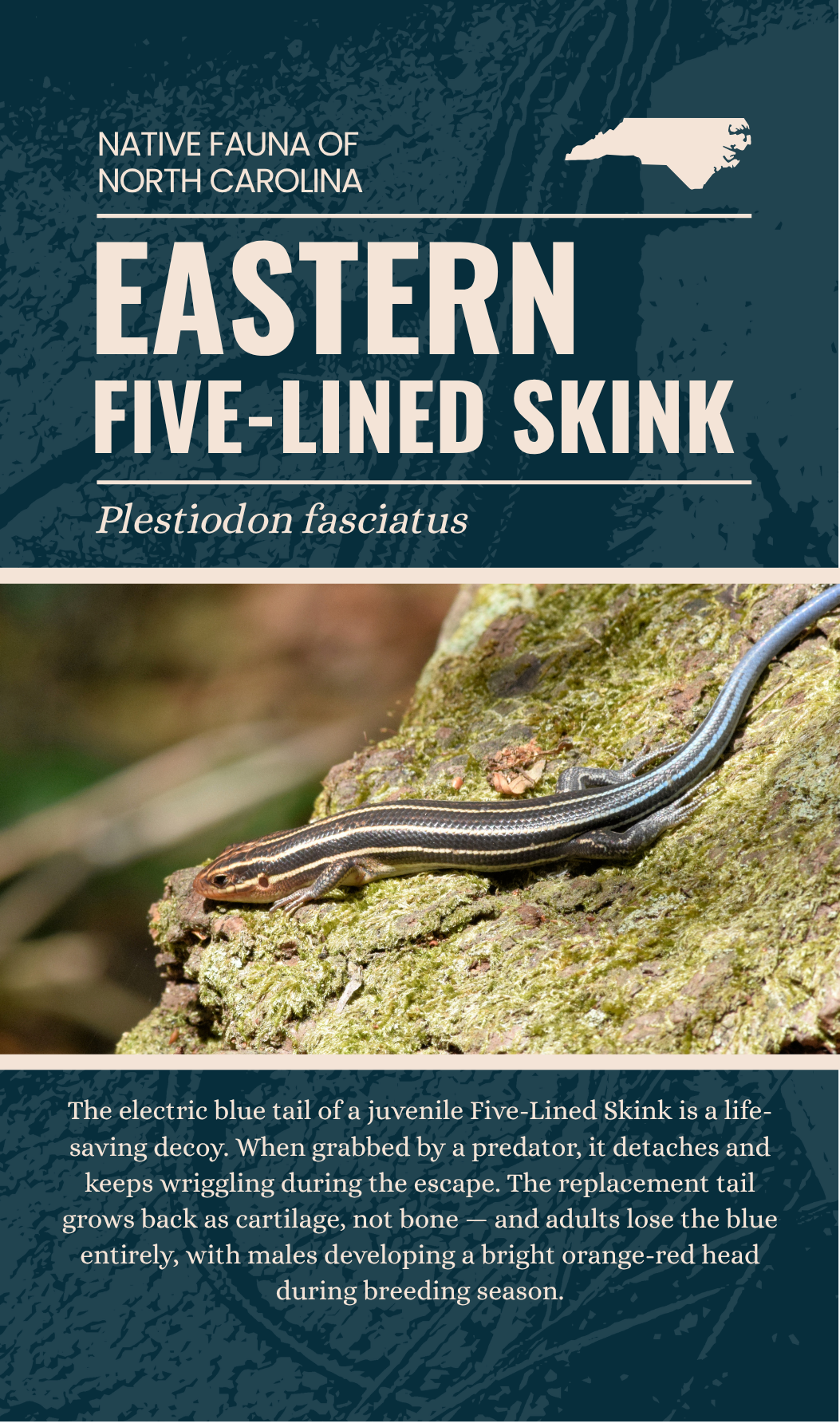 Eastern Five-Lined Skink enamel pin packaging card back, Plestiodon fasciatus, The Plant Ecologist