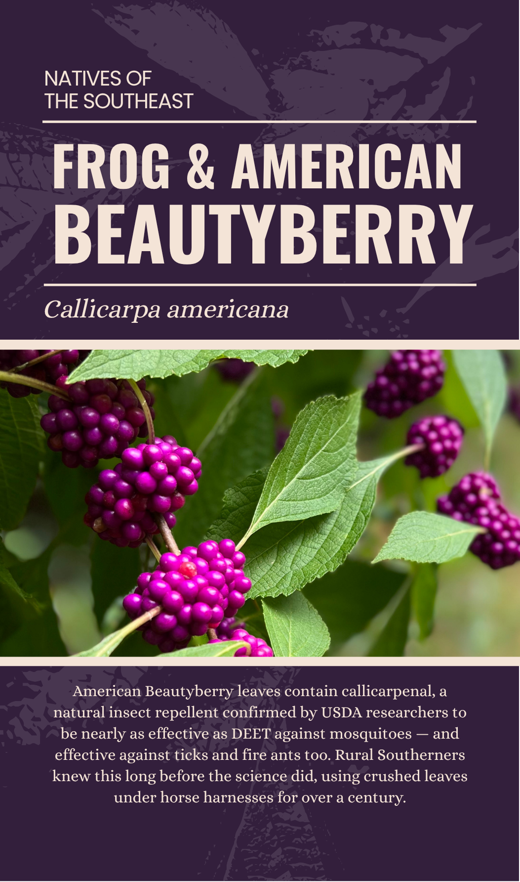 Frog and American Beautyberry enamel pin packaging card back, Callicarpa americana, The Plant Ecologist