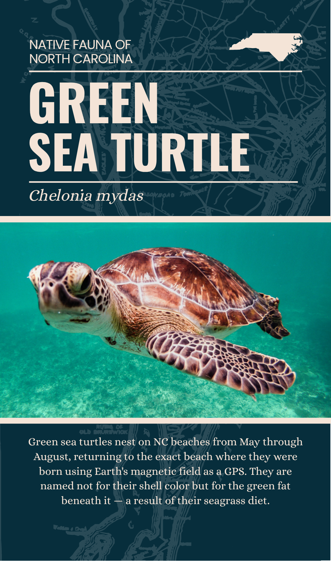 Green Sea Turtle enamel keychain packaging card back, Chelonia mydas, The Plant Ecologist