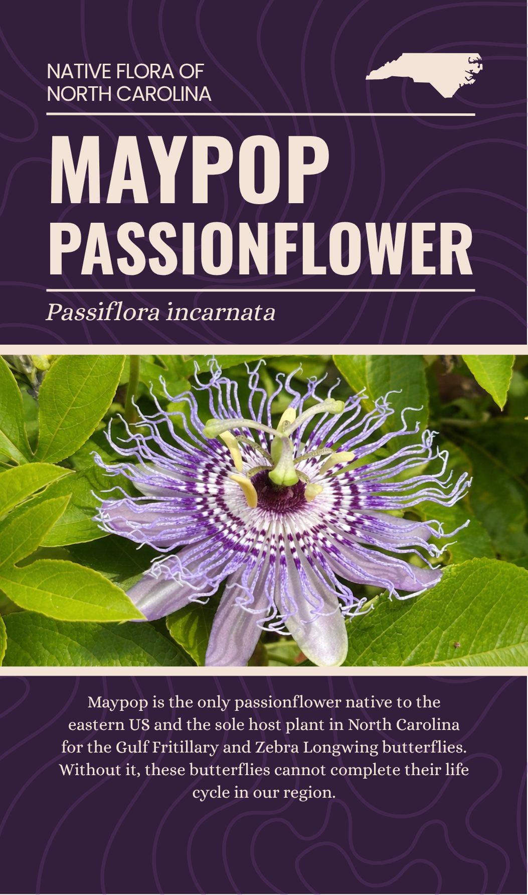 Maypop Passionflower enamel pin packaging card back, Passiflora incarnata, The Plant Ecologist