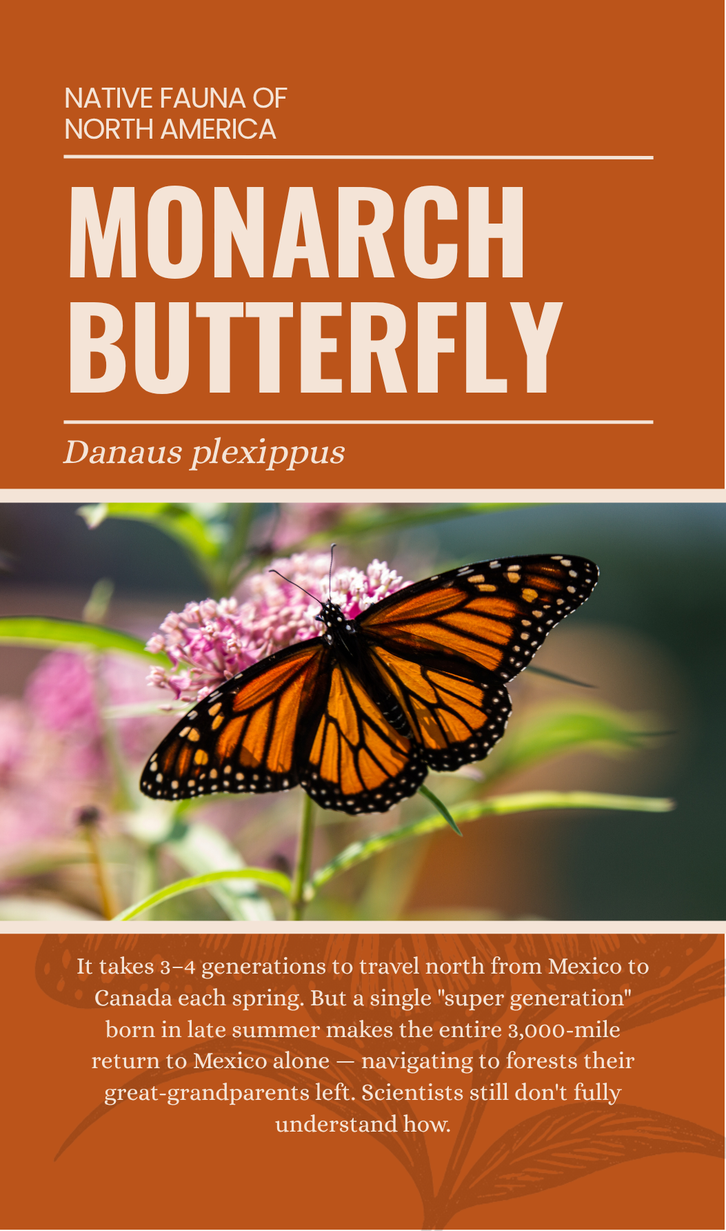 Monarch Butterfly and Milkweed enamel pin packaging card back, Danaus plexippus, The Plant Ecologist
