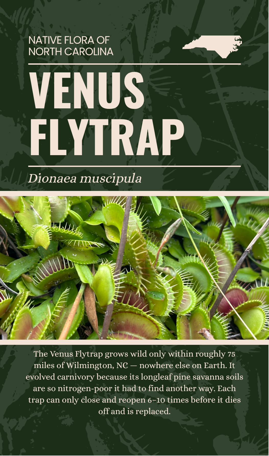 Venus Flytrap enamel pin packaging card back with species photo and ecological fact, The Plant Ecologist