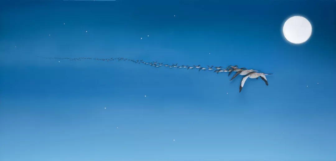 Bar-tailed godwit flying under moon